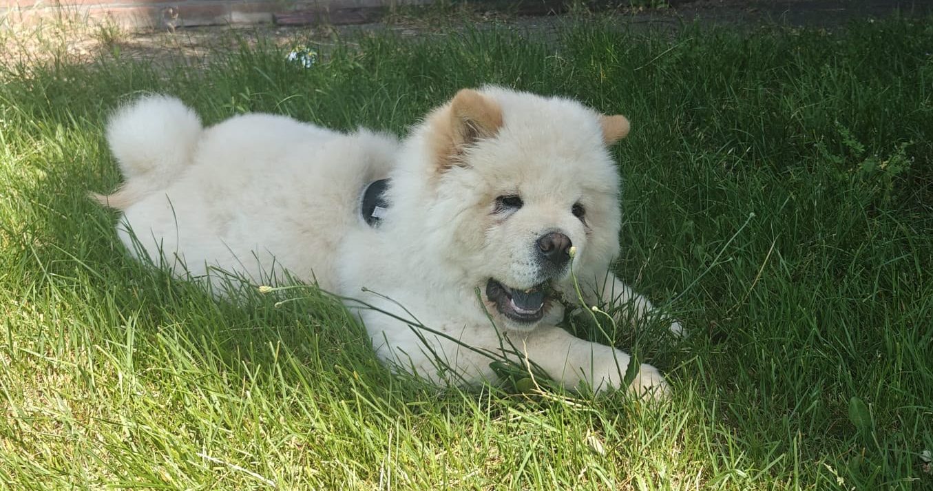 Bailey